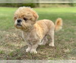 Small #3 Shih Tzu