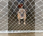 Small #7 American Pit Bull Terrier