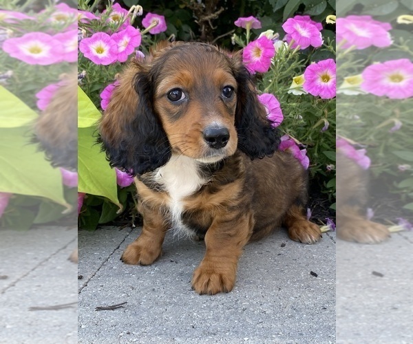 Medium Photo #6 Dachshund Puppy For Sale in CANOGA, NY, USA