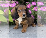 Small #5 Dachshund