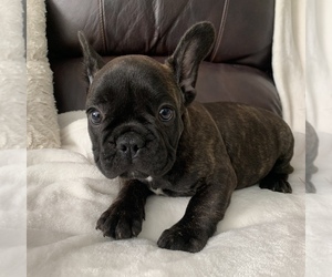 French Bulldog Puppy for sale in JOHNS ISLAND, SC, USA