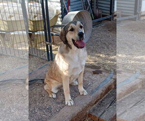 Mutt Dogs for adoption in Golden Valley, AZ, USA