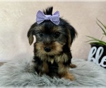Small #5 Yorkshire Terrier