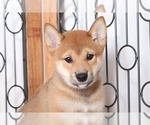 Small Photo #2 Shiba Inu Puppy For Sale in NAPLES, FL, USA