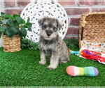 Small #11 Schnauzer (Miniature)