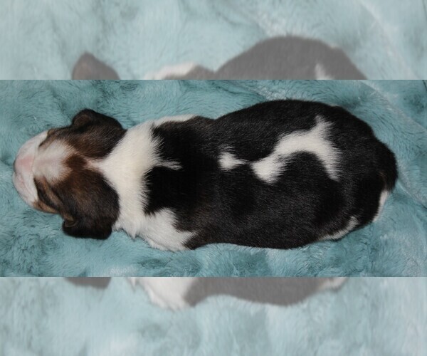 Medium Photo #3 Beagle Puppy For Sale in MORRILL, KS, USA