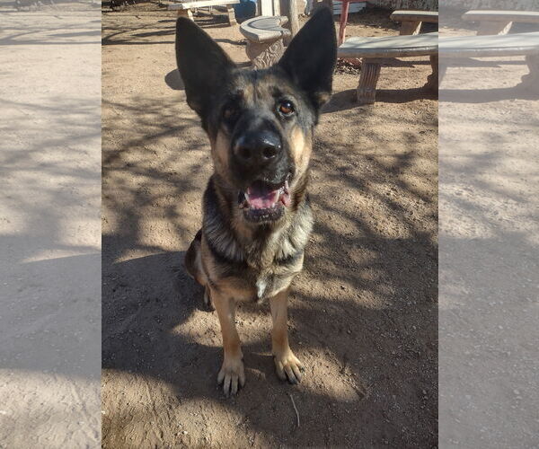 Medium Photo #1 German Shepherd Dog Puppy For Sale in Apple Valley, CA, USA