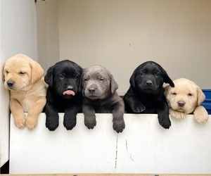 Labrador Retriever Litter for sale in MORRILL, KS, USA