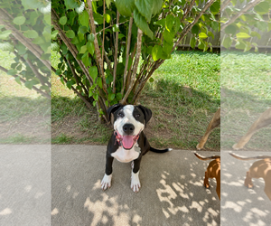 American Staffordshire Terrier-Unknown Mix Dogs for adoption in Holly Springs, NC, USA