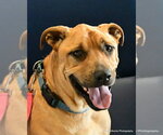 GRIZZLY - Male Shepradors Dog for Adoption - Small photo