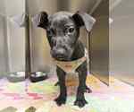Small Photo #5 American Pit Bull Terrier-Labrador Retriever Mix Puppy For Sale in Shermans Dale, PA, USA