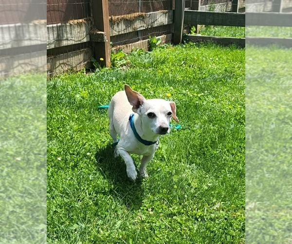 Medium Photo #4 Chihuahua-Unknown Mix Puppy For Sale in Germantown, OH, USA