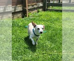 Small #3 Chihuahua Mix