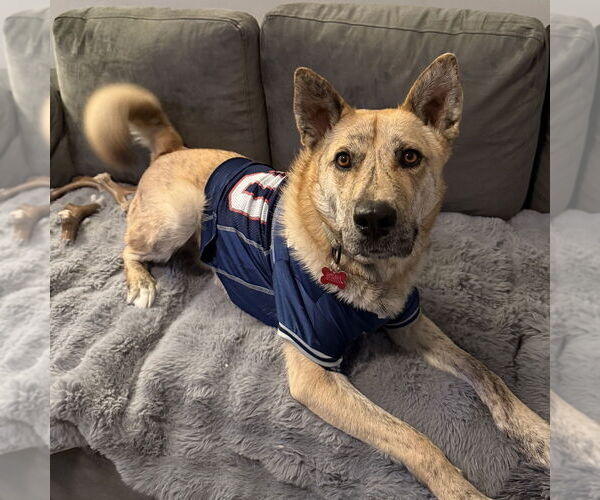 Medium Photo #1 Siberian Husky-Unknown Mix Puppy For Sale in Boston, MA, USA