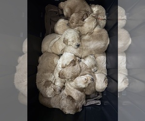 Double Doodle Puppy for sale in LAKELAND, FL, USA