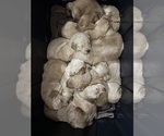 Litter of 9 - Male(s) and Female(s) Double DoodleLitter of Puppies for Sale - Small photo
