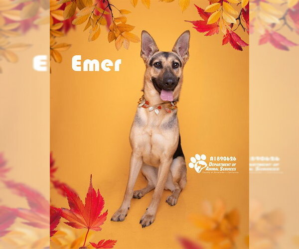 Medium Photo #2 German Shepherd Dog Puppy For Sale in Riverside, CA, USA