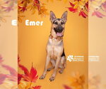 Small Photo #2 German Shepherd Dog Puppy For Sale in Riverside, CA, USA