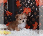 Small #3 Yo-Chon