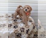 Small Photo #5 Cockapoo Puppy For Sale in DUNNVILLE, KY, USA