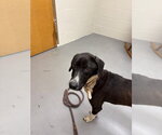 Small #4 Labrador Retriever Mix