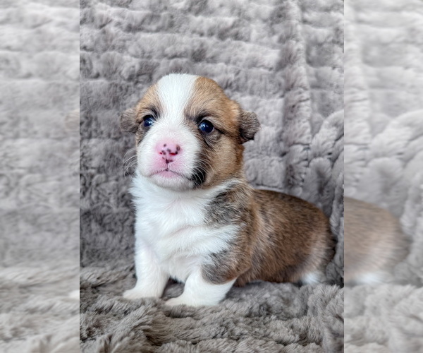 Medium Photo #2 Pembroke Welsh Corgi Puppy For Sale in BAYTOWN, TX, USA