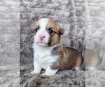 Small Photo #9 Pembroke Welsh Corgi Puppy For Sale in BAYTOWN, TX, USA