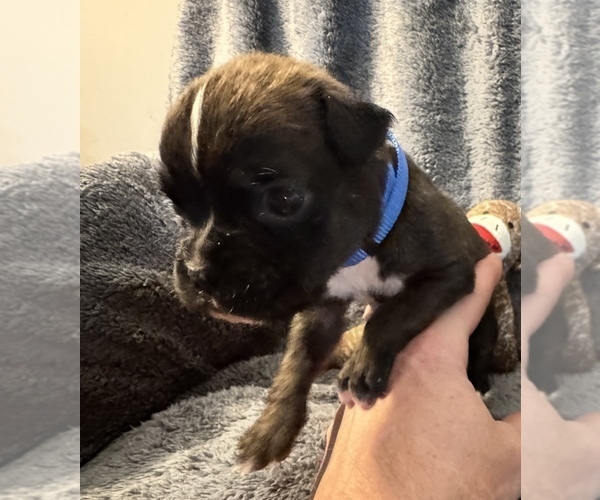 Medium Photo #9 Boxer Puppy For Sale in LANSING, MI, USA