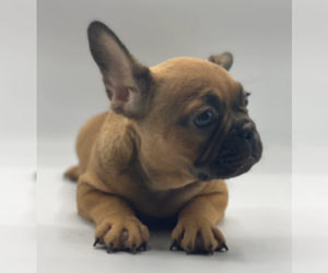 French Bulldog Puppy for Sale in MEDINA, Washington USA
