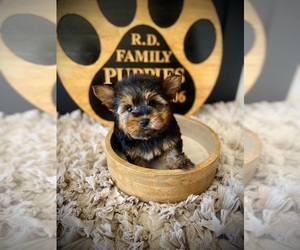 Yorkshire Terrier Puppy for sale in CROSSVILLE, TN, USA