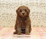 Small #2 Cavapoo