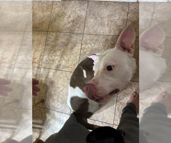 Medium Photo #4 American Bulldog-Unknown Mix Puppy For Sale in columbia, SC, USA