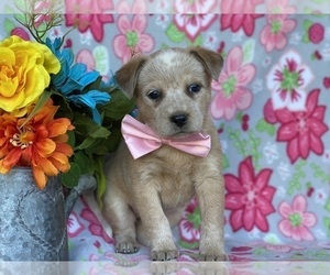 Australian Cattle Dog Puppy for sale in LANCASTER, PA, USA