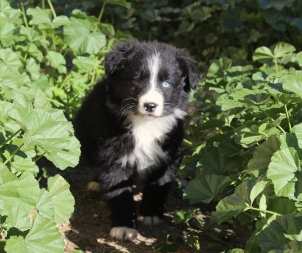 Medium Photo #8 Australian Shepherd Puppy For Sale in ACTON, CA, USA