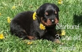 Rottweiler Puppy for sale in WARSAW, IN, USA