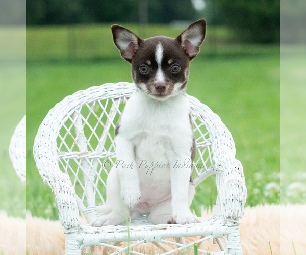 Medium Photo #5 Chihuahua Puppy For Sale in WARSAW, IN, USA