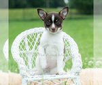 Small #4 Chihuahua