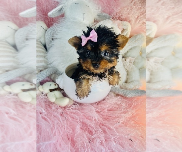 Medium Photo #18 Yorkshire Terrier Puppy For Sale in ORLANDO, FL, USA