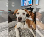 Small #16 American Pit Bull Terrier Mix
