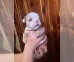 Small Photo #18 Bulldog Puppy For Sale in GREERS FERRY, AR, USA