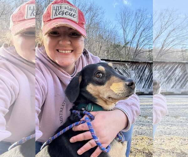 Medium Photo #4 Mutt Puppy For Sale in Hinton, WV, USA