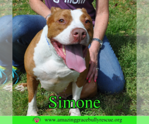 Simone - Female American Staffordshire Terrier-Unknown Mix Dog for Adoption - Photo #13
