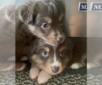 Small Photo #3 Miniature Australian Shepherd Puppy For Sale in BETHANY, IL, USA
