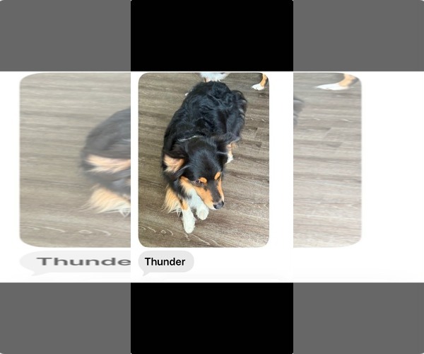 Medium Photo #1 Australian Shepherd Puppy For Sale in Cape May, NJ, USA