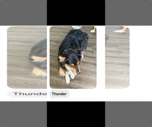 Australian Shepherd Dogs for adoption in Cape May, NJ, USA