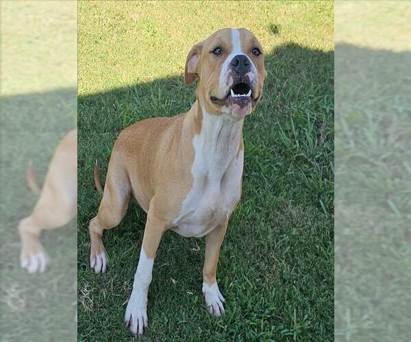 Medium Photo #1 American Bulldog-Unknown Mix Puppy For Sale in Grovetown, GA, USA