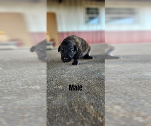 Anatolian Shepherd-Great Pyrenees Mix Puppy for sale in BARRY, TX, USA