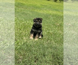 German Shepherd Dog Puppy for Sale in SPARTANBURG, South Carolina USA