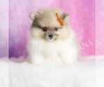Small Pomeranian