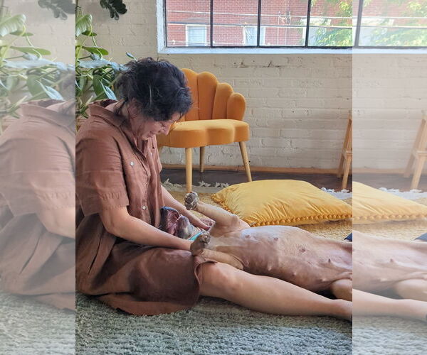 Medium Photo #8 Mutt Puppy For Sale in Philadelphia, PA, USA